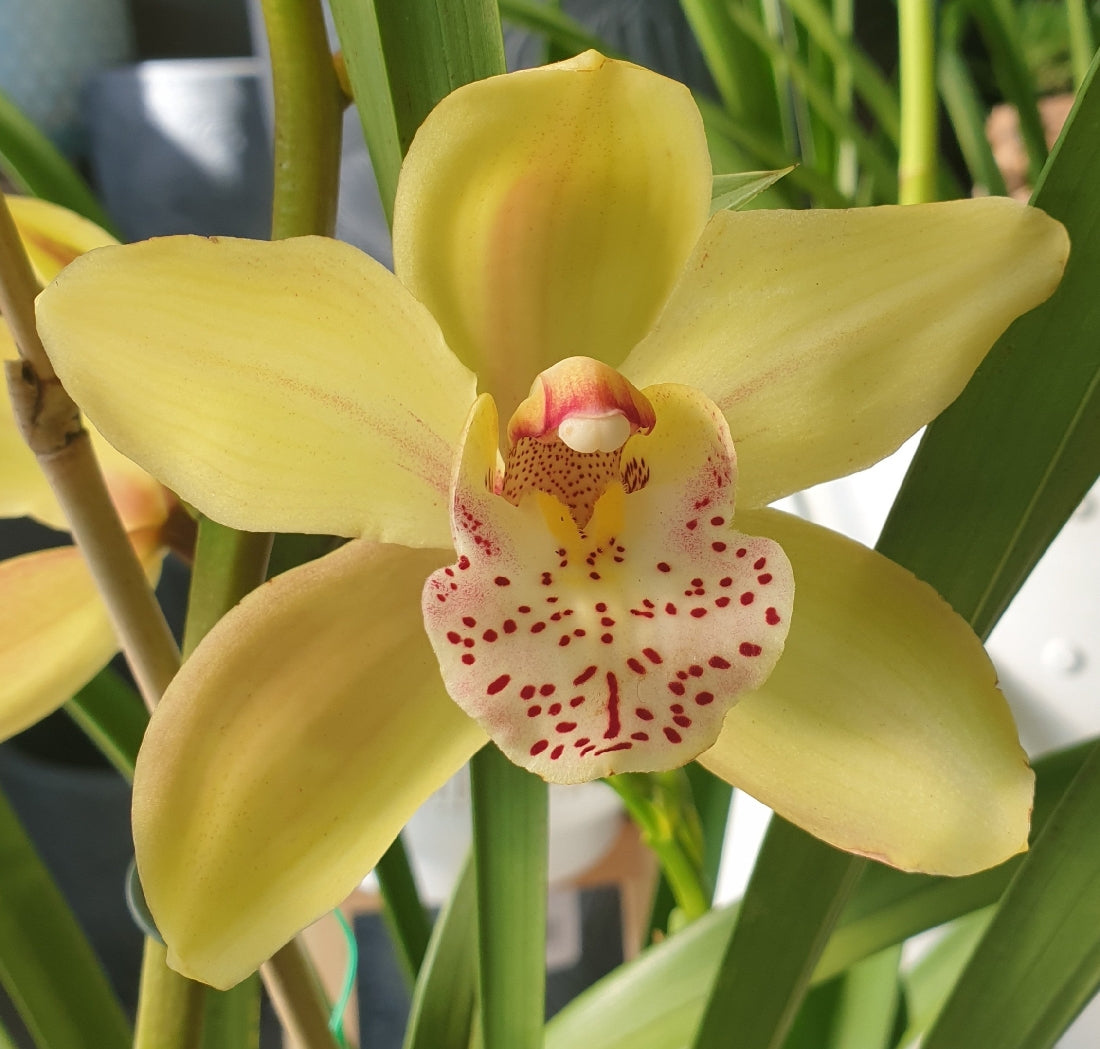 Heirloom Cymbidium Orchid Seeds - Non-GMO Planting Flower Seeds - Cymbidium for planting in home garden